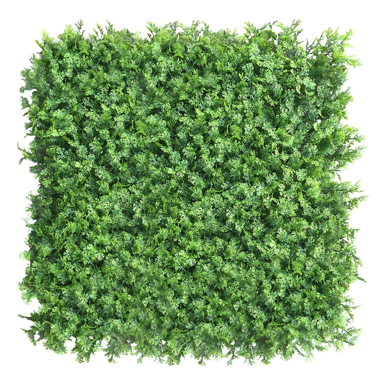 Mur végétal Tuja 50x50 cm