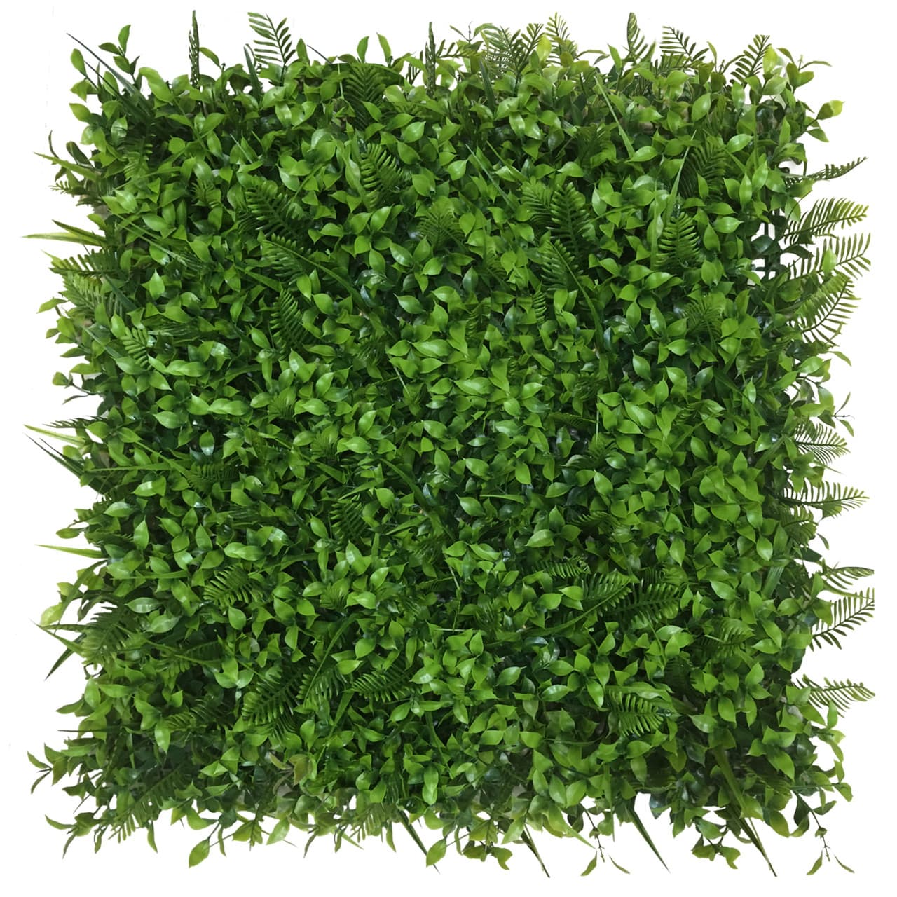 Mur végétal en lierre 50x50 cm