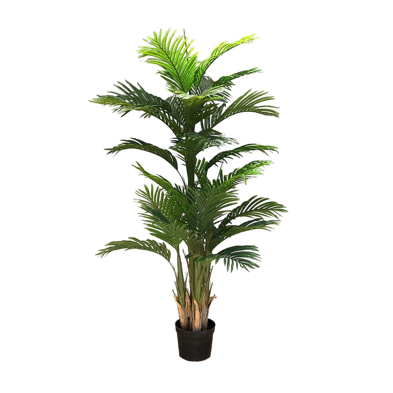 Plante décorative Ravenea 180 cm